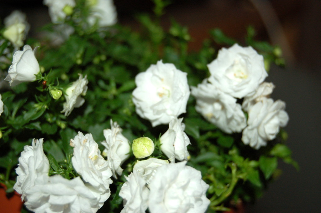 Image fleur blanche- Photo fleur blanche- Fleur blanche libre de droit