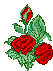 gif roses