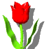 gif roses